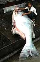 An average size Mekong giant catfish