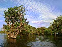 Mangrove swamps ring the lake